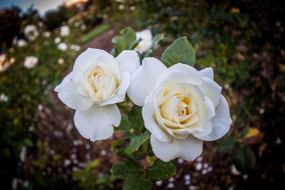 white rose in garden