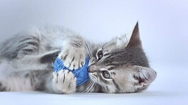 Cat playing with Blue Ball in the room