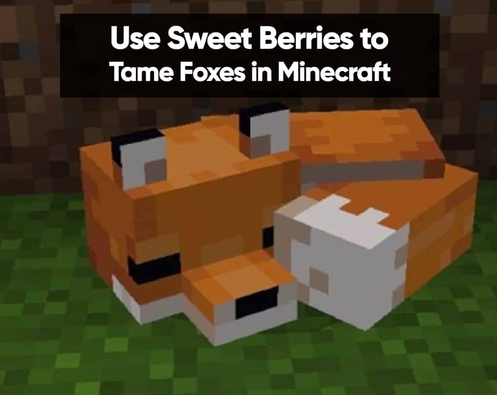 how to tame a fox in minecraft pe