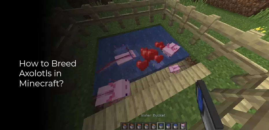 How to breed axolotls in Minecraft
